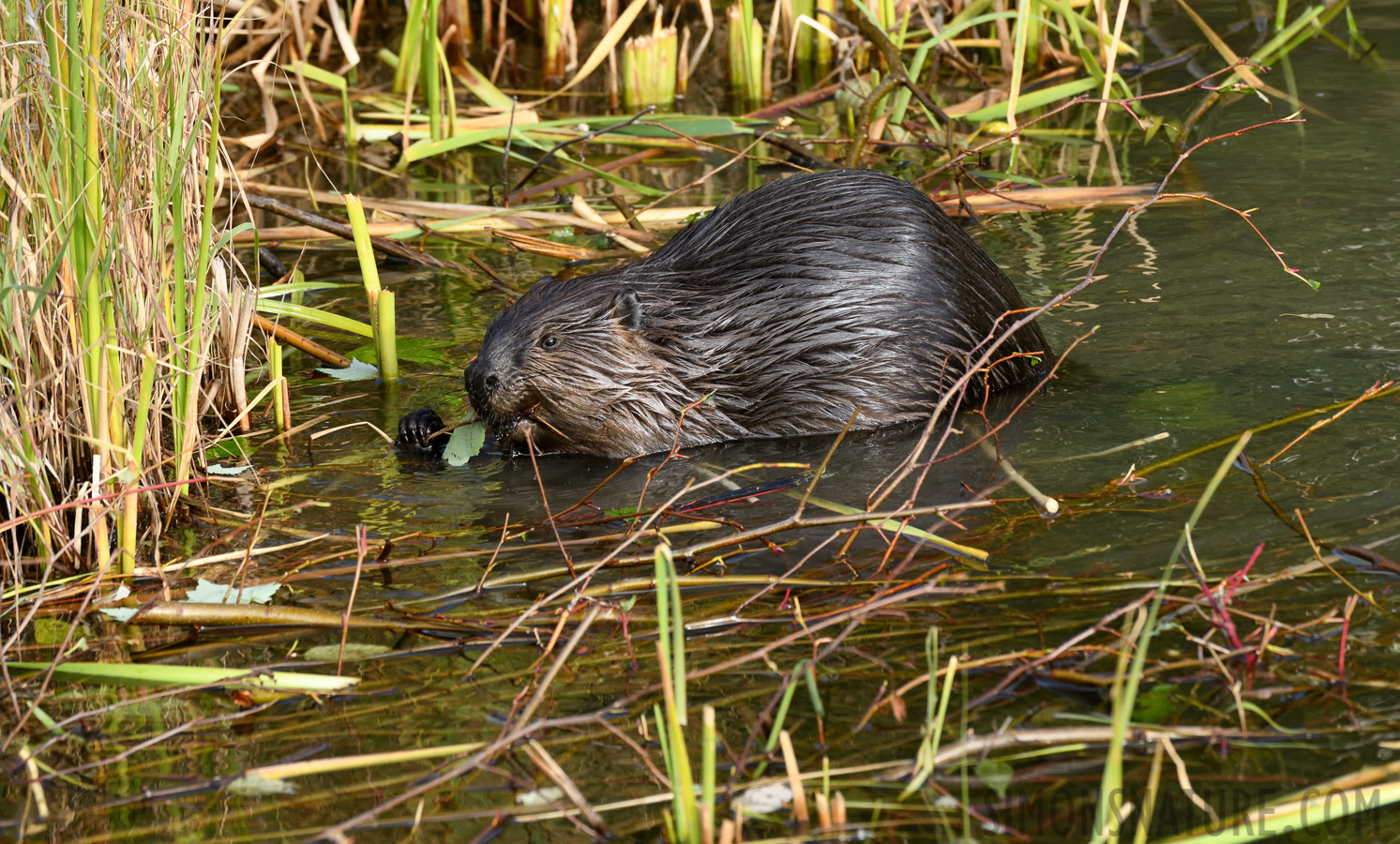 Castor canadensis [400 mm, 1/500 sec at f / 8.0, ISO 1000]